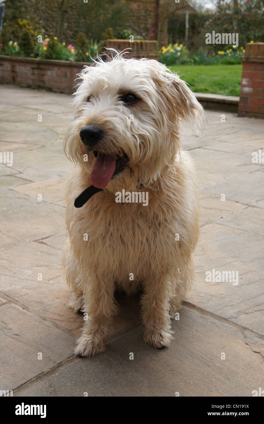 SONY DSC, wheaten terrier dog outside Stock Photo