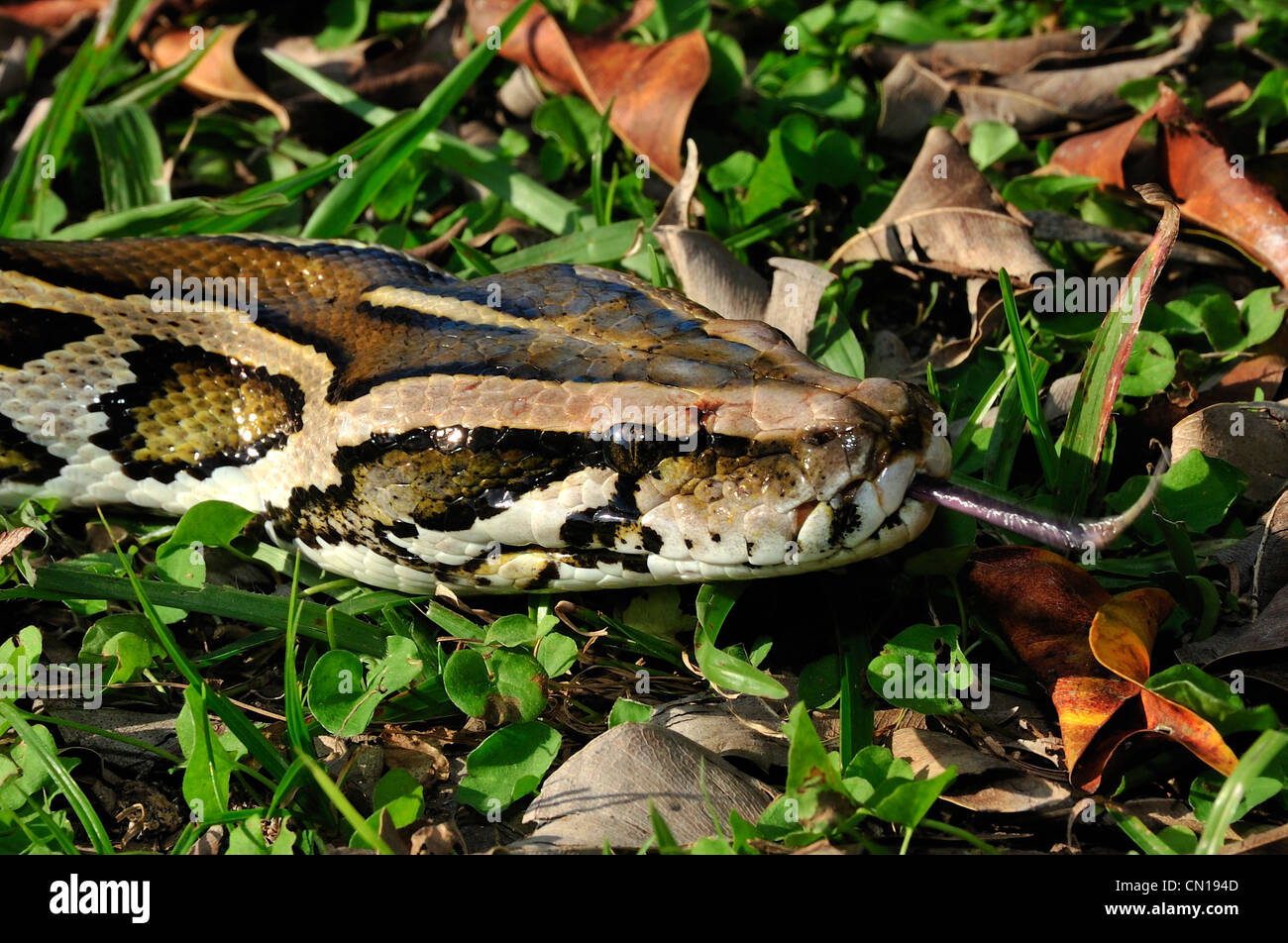 Burmese python, Python molurus bivittatus, Florida Stock Photo - Alamy
