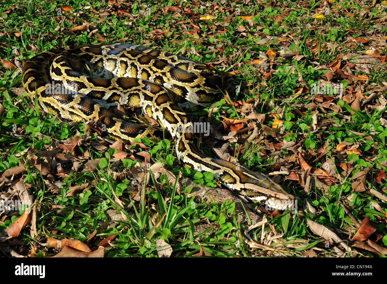 Burmese python, Python molurus bivittatus, Florida Stock Photo