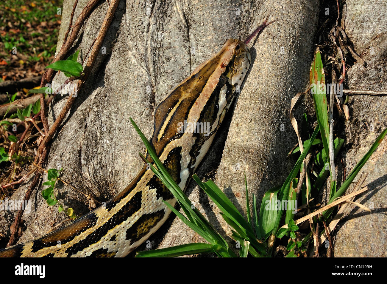 Burmese python, Python molurus bivittatus, Florida Stock Photo