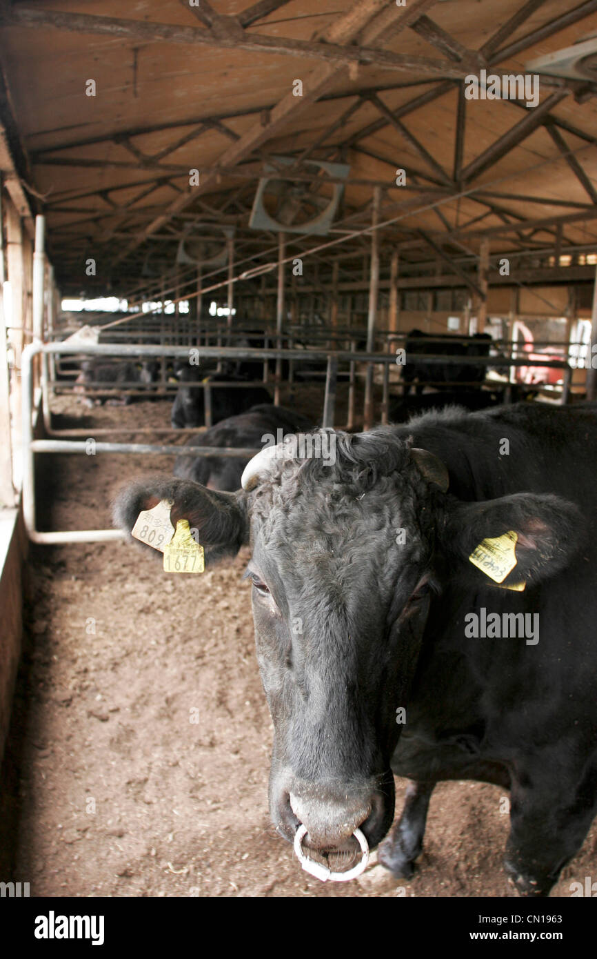 Wagyu, or Kobe beef, cows at the Oguri farm in Nagoya, Japan Stock