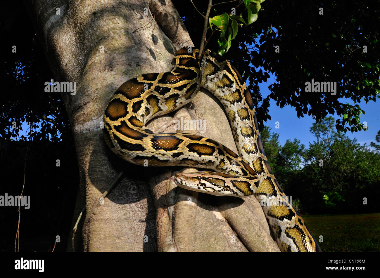 Burmese python, Python molurus bivittatus, Florida Stock Photo