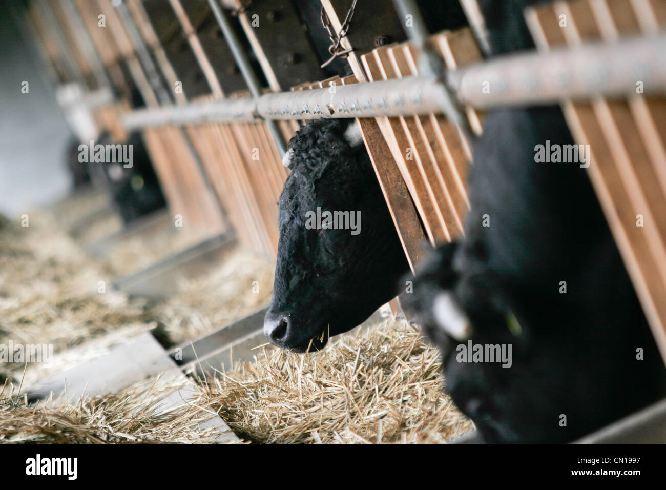 Wagyu, or Kobe beef, cows at the Oguri farm in Nagoya, Japan Stock