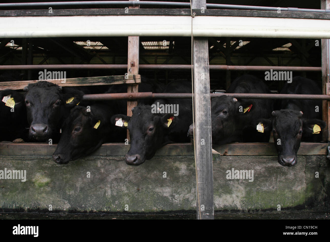 Wagyu, or Kobe beef, cows in their pens at the Oguri farm in Nagoya
