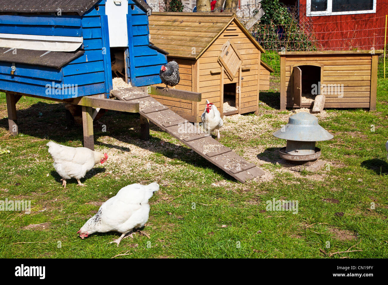 Free range chickens pecking around their hen coops on a smallholding in