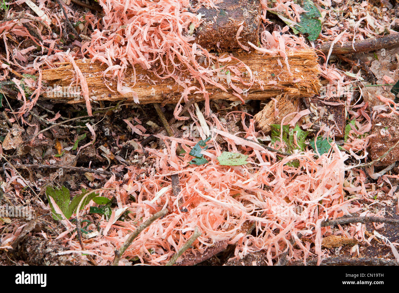 Sawdust floor hires stock photography and images Alamy