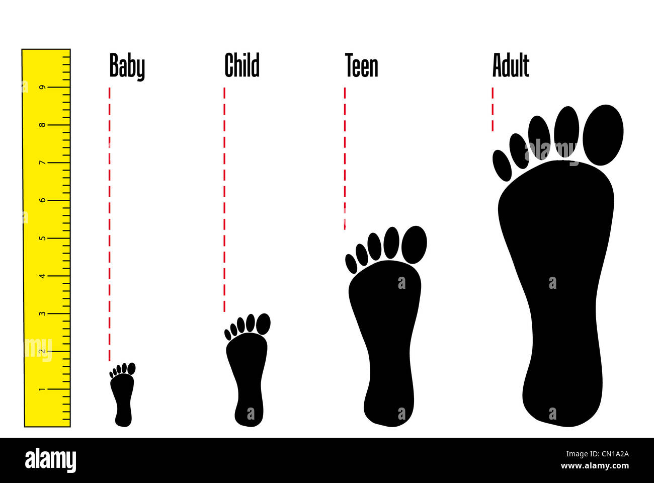 Foot sizes hires stock photography and images Alamy