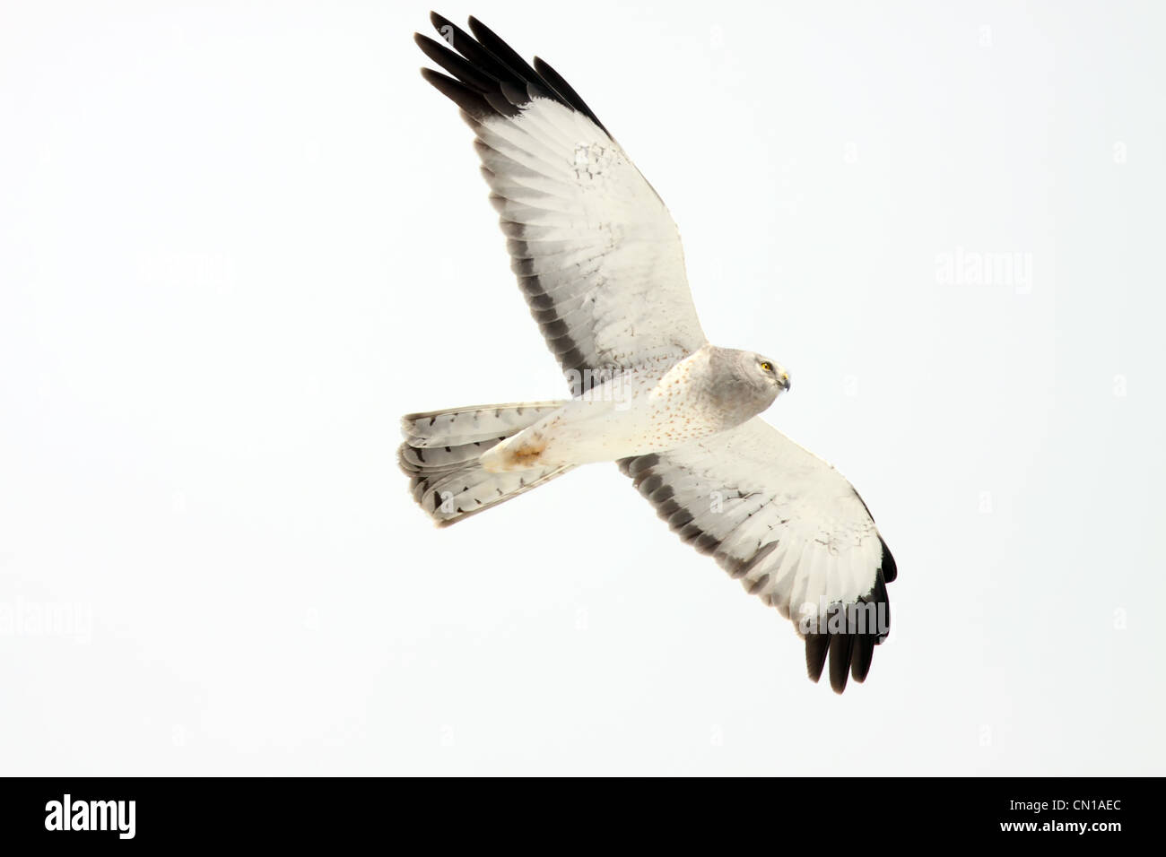 Northern Harrier Hawk, Yukon Stock Photo - Alamy