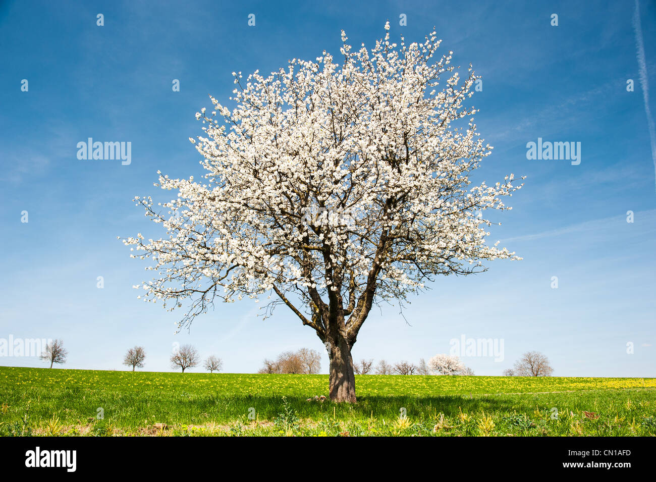 Cherry tree in meadow hi-res stock photography and images - Alamy