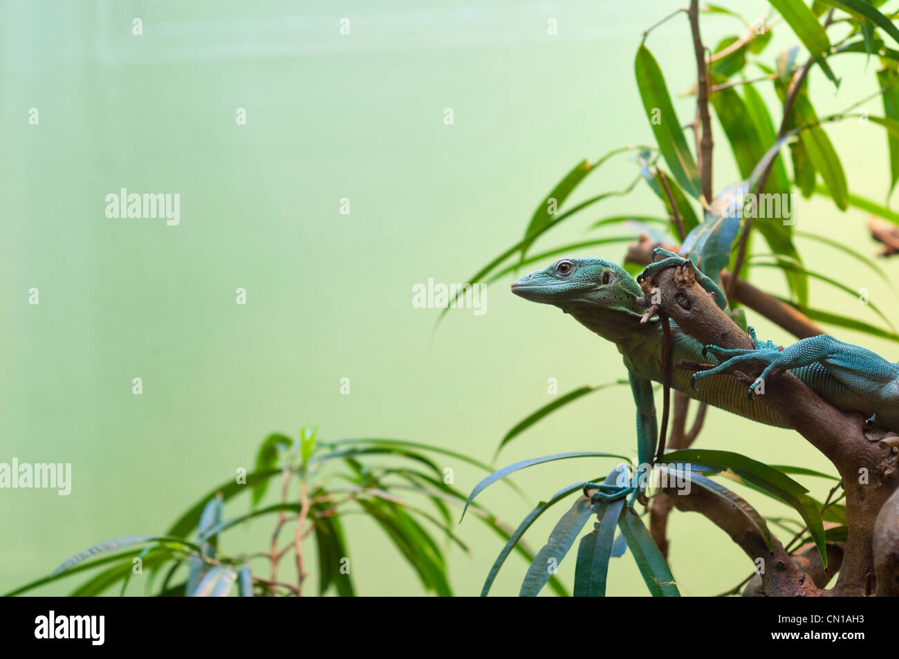 Anolis sp. - Anole stretched out on branch with space for text Stock Photo