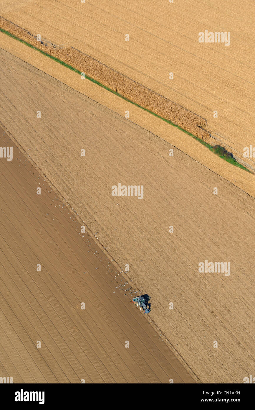 France, Seine Maritime, farming, seagulls behind a tractor (aerial view) Stock Photo