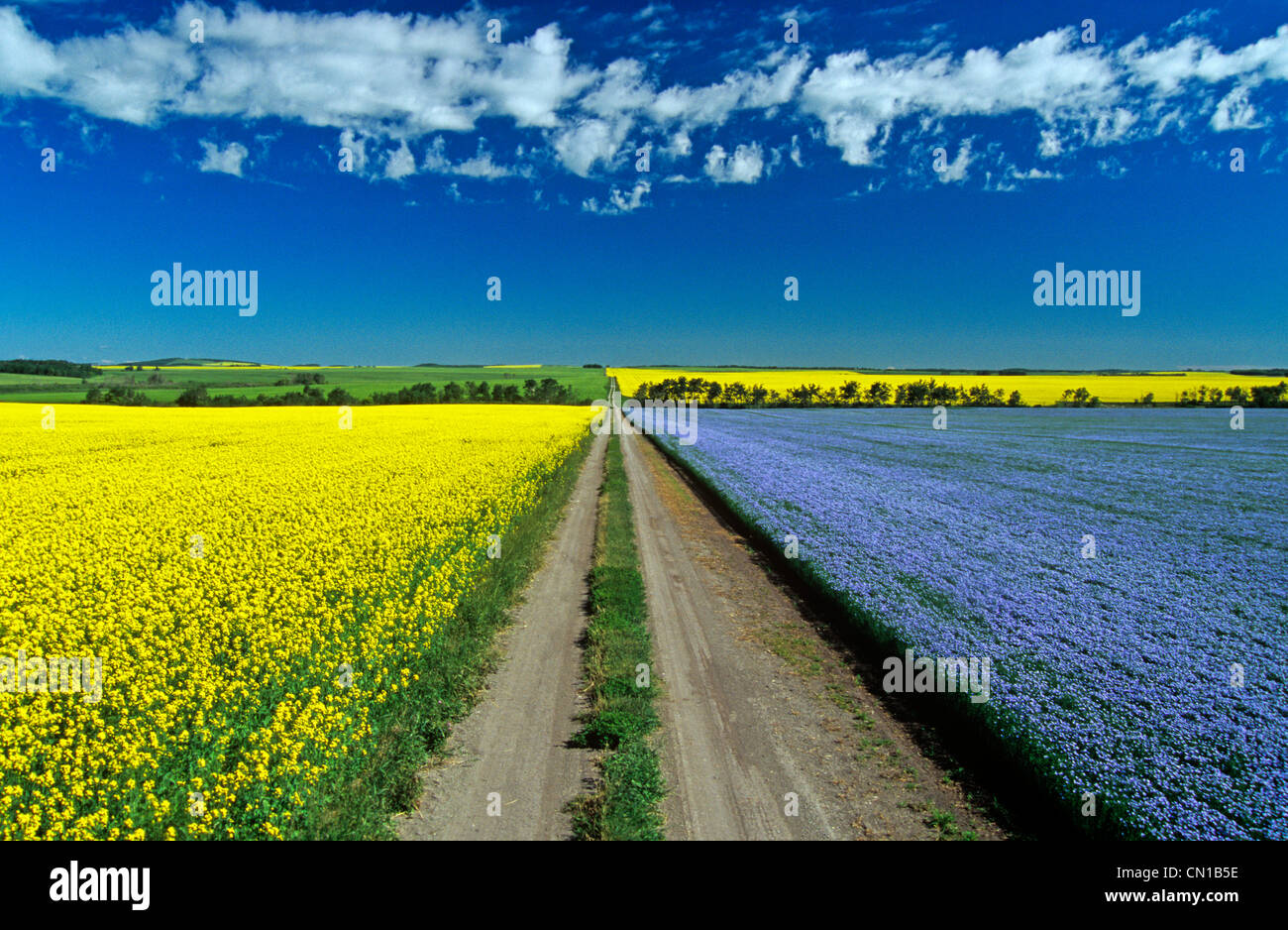 Road through flowering flax and canola fields, Tiger Hills near Somerset, Manitoba Stock Photo