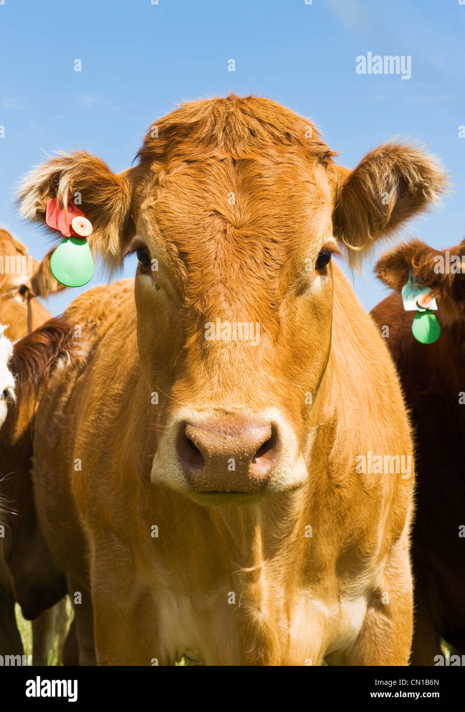 Beef cattle, Tiger Hills, Manitoba Stock Photo