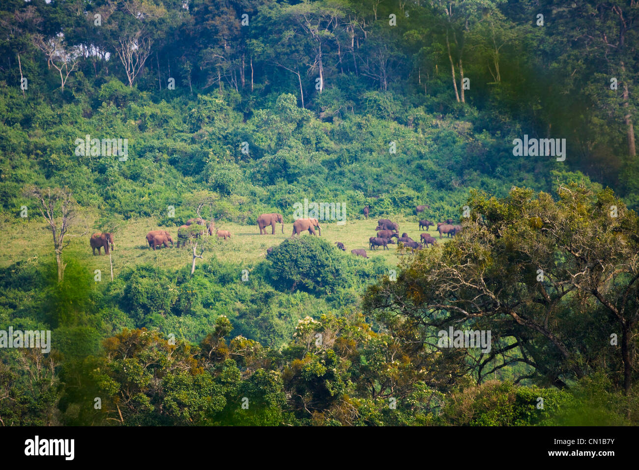 Elephant in the jungle, Aberdare National Park, Kenya Stock Photo
