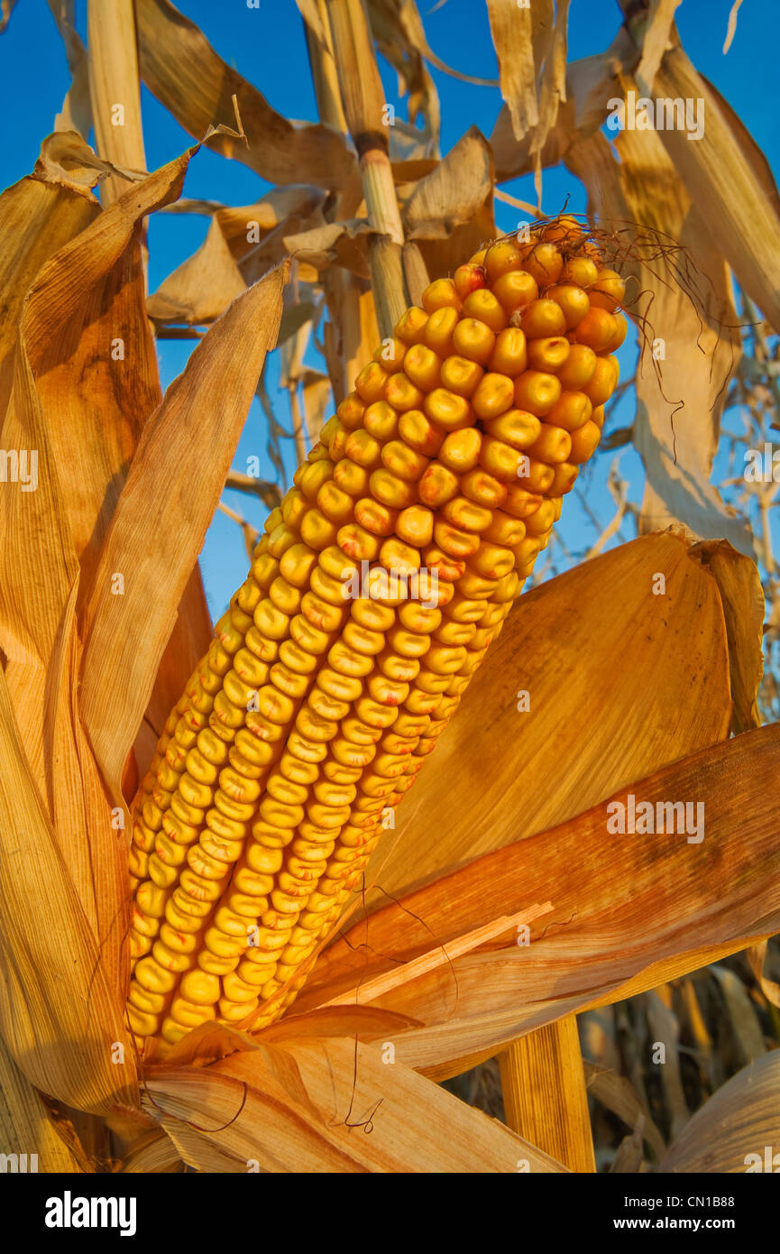 Feed/grain corn, near Niverville, Manitoba Stock Photo