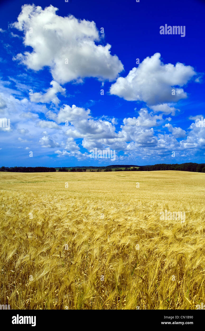 Maturing barley crop and sky with cumulus clouds, Tiger Hills, Manitoba Stock Photo