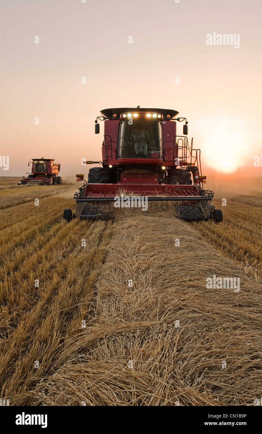 Two combine harvesters work a field of swathed spring wheat, near Dugald, Manitoba Stock Photo