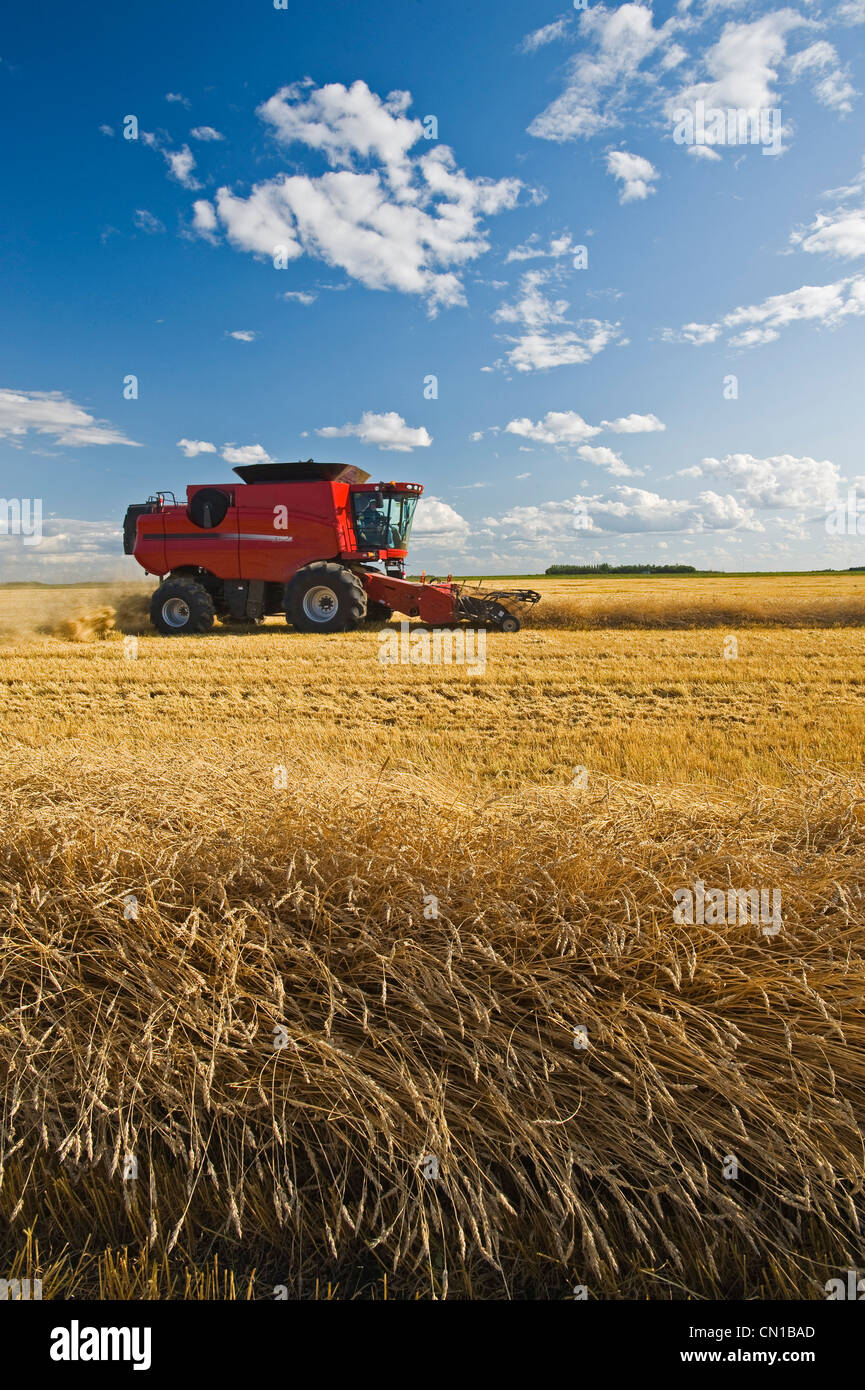 Combine harvester works a field of swathed spring wheat, near Dugald, Manitoba Stock Photo