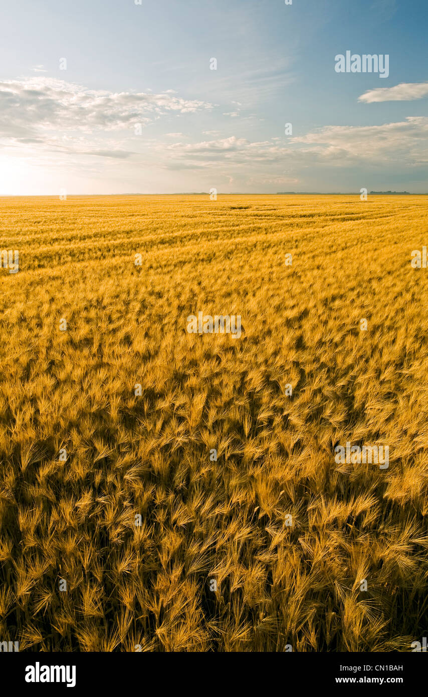 Field of maturing barley stretches to the horizon, near Dugald, Manitoba Stock Photo