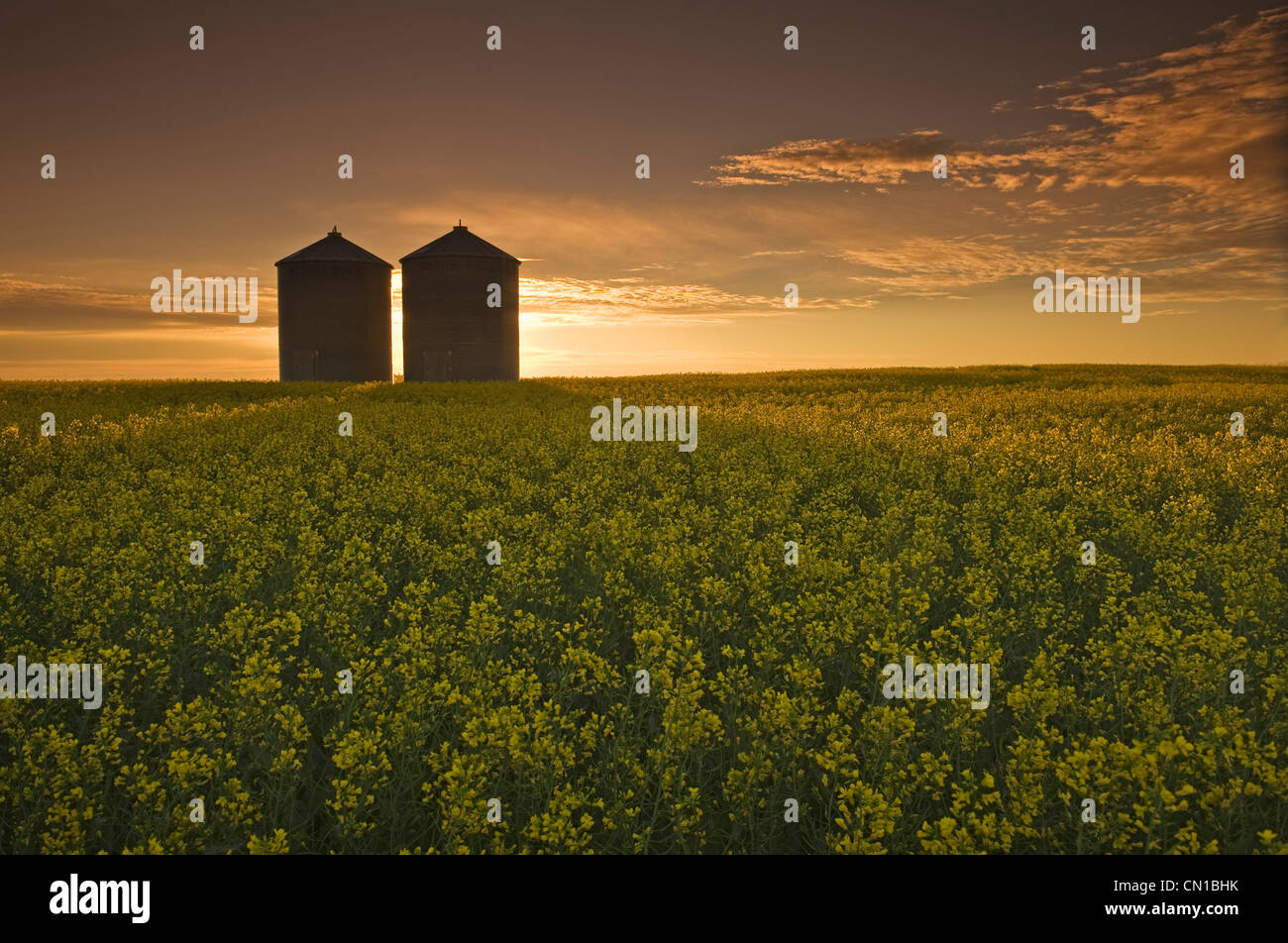 Bloom stage canola field with grain bins in the background, Tiger Hills, Manitoba Stock Photo