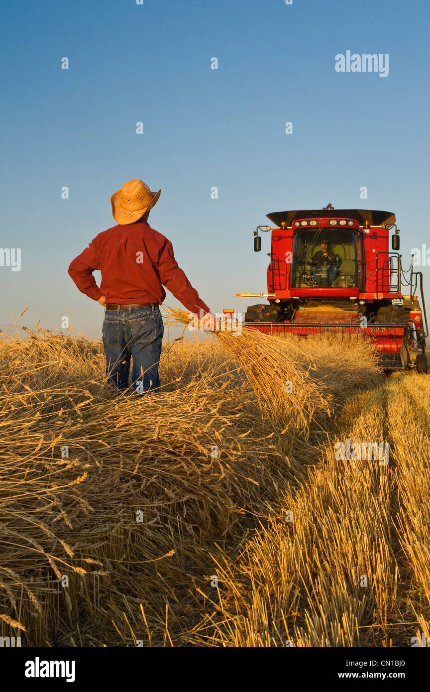 Artist's Choice: A combine harvester and farmers work in a field of swathed spring wheat  near Dugald, Manitoba Stock Photo