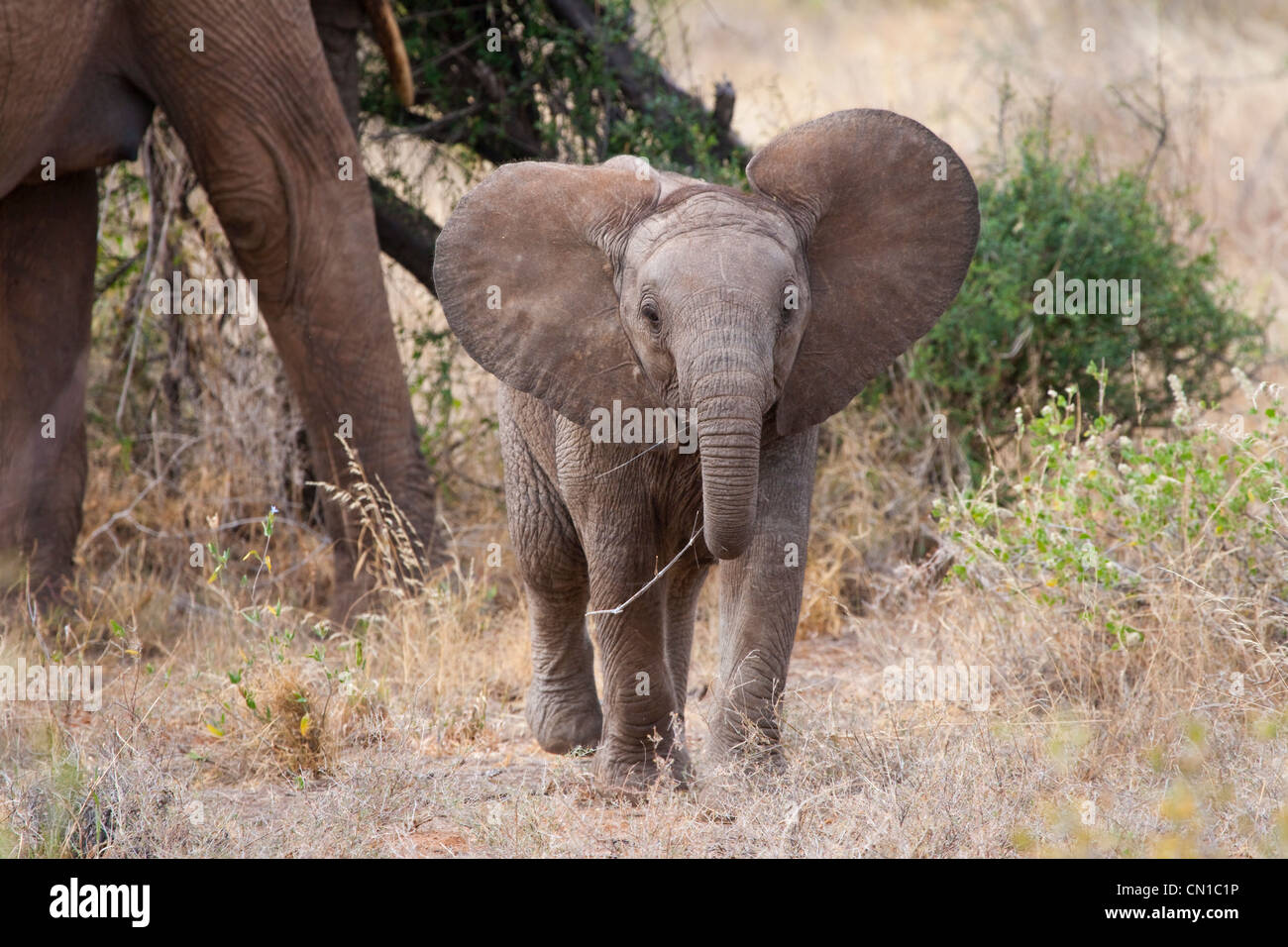 Elephants, baby and mother, Samburu National Reserve, Kenya Stock Photo
