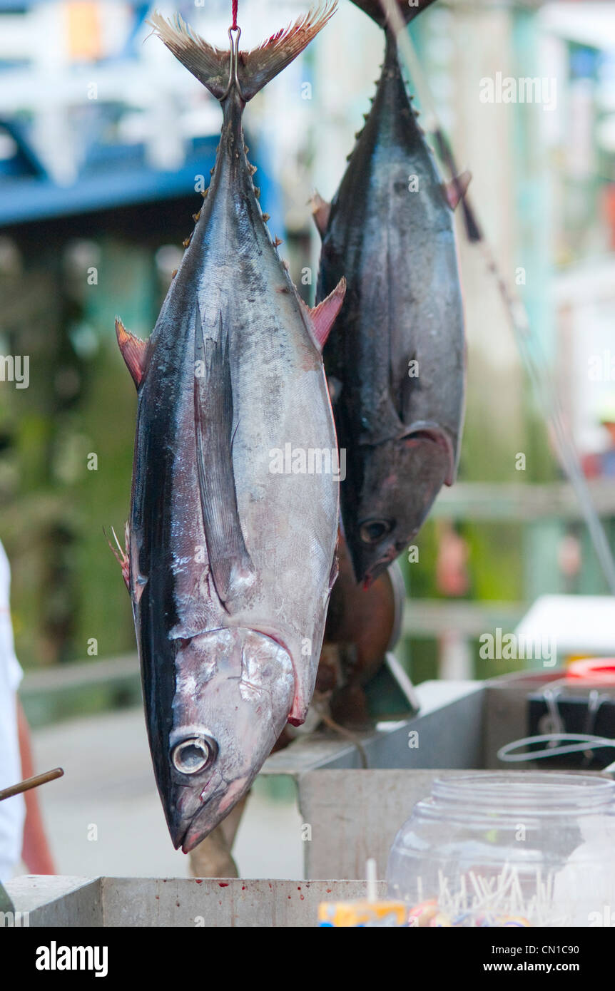 Fresh Canadian Albacore Tuna fish, on the docks at Steveston Harbor, Richmond, British Columbia Stock Photo