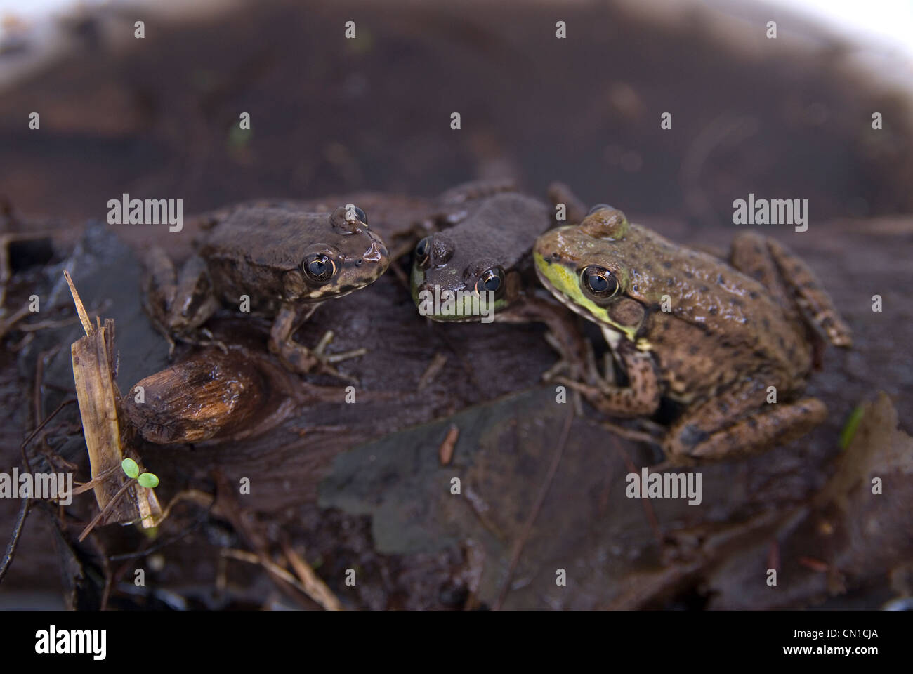 Three Wood Frogs, Algonquin Park, near Kearney, Ontario Stock Photo Alamy