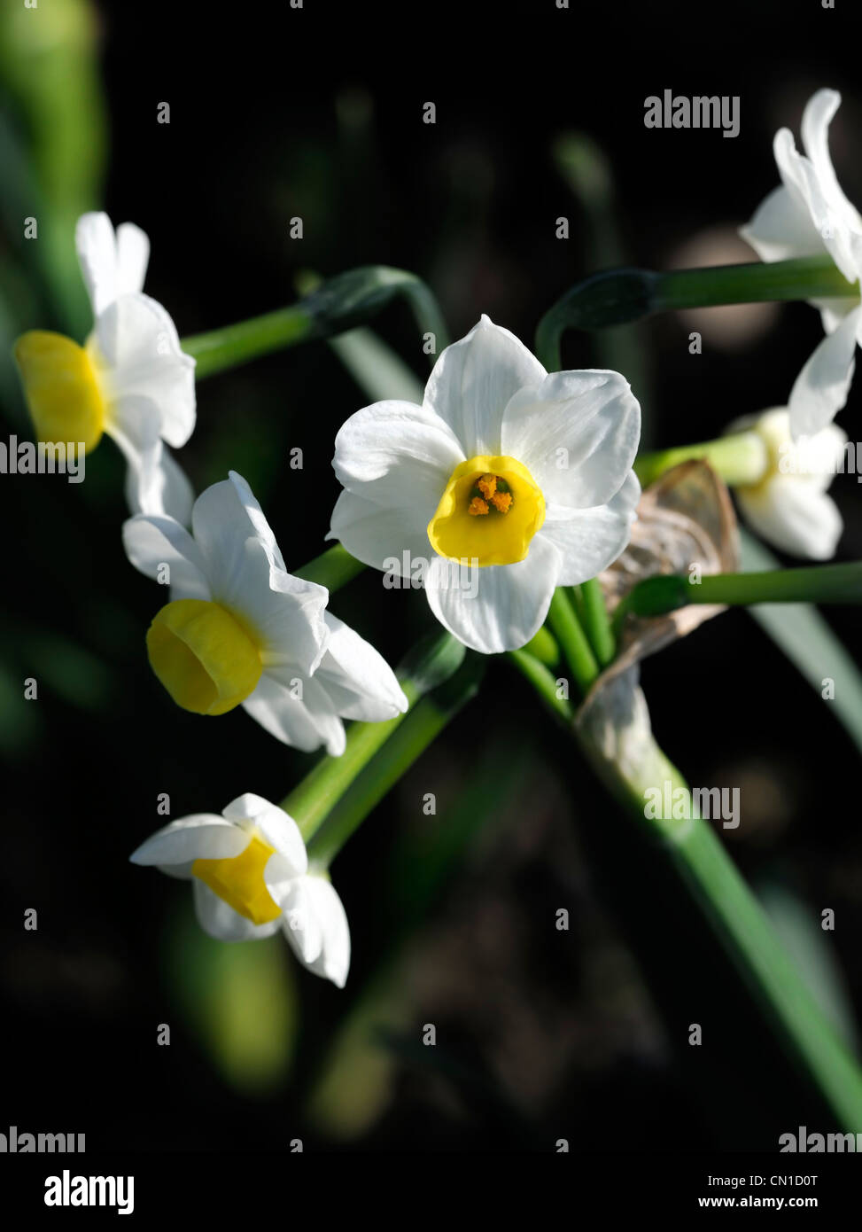 Narcissus geranium Daffodil division 8 poetaz multi head macro photo ...