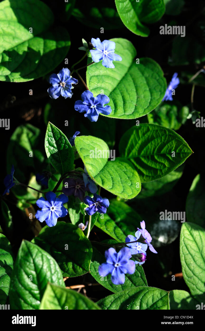 omphalodes-verna-navelwort-spring-plant-portraits-turquoise-blue