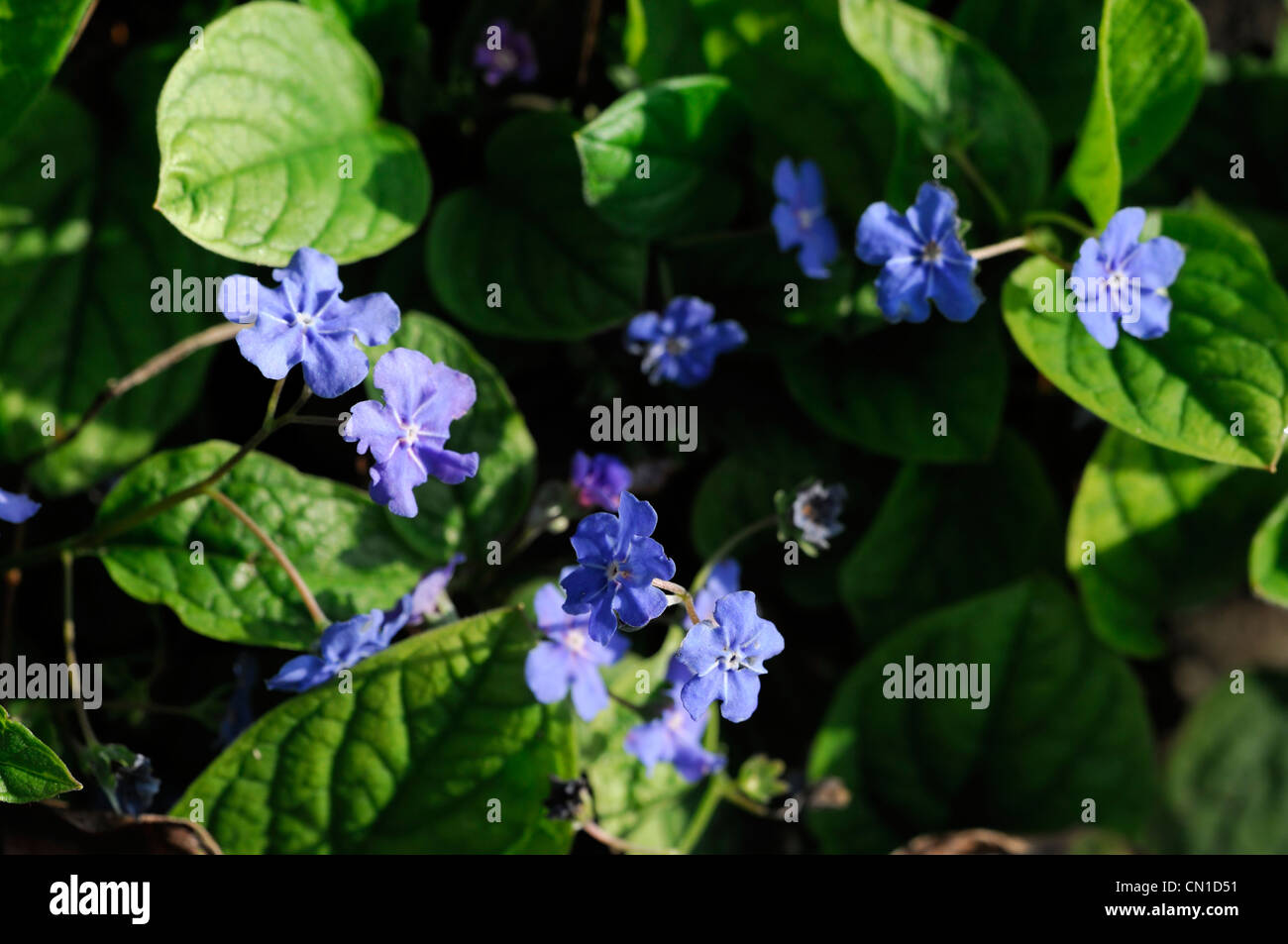 omphalodes verna navelwort spring plant portraits turquoise blue flowers petals closeup perennials hardy blooms blossoms Stock Photo