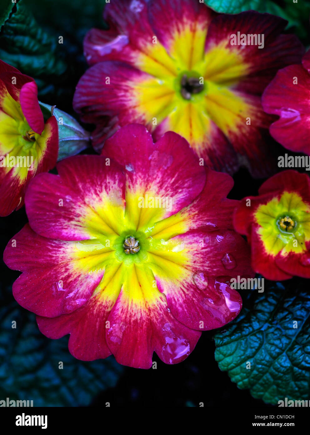 Primula polyanthus hybrid red flowers with a central yellow eye bloom blossom flower primrose