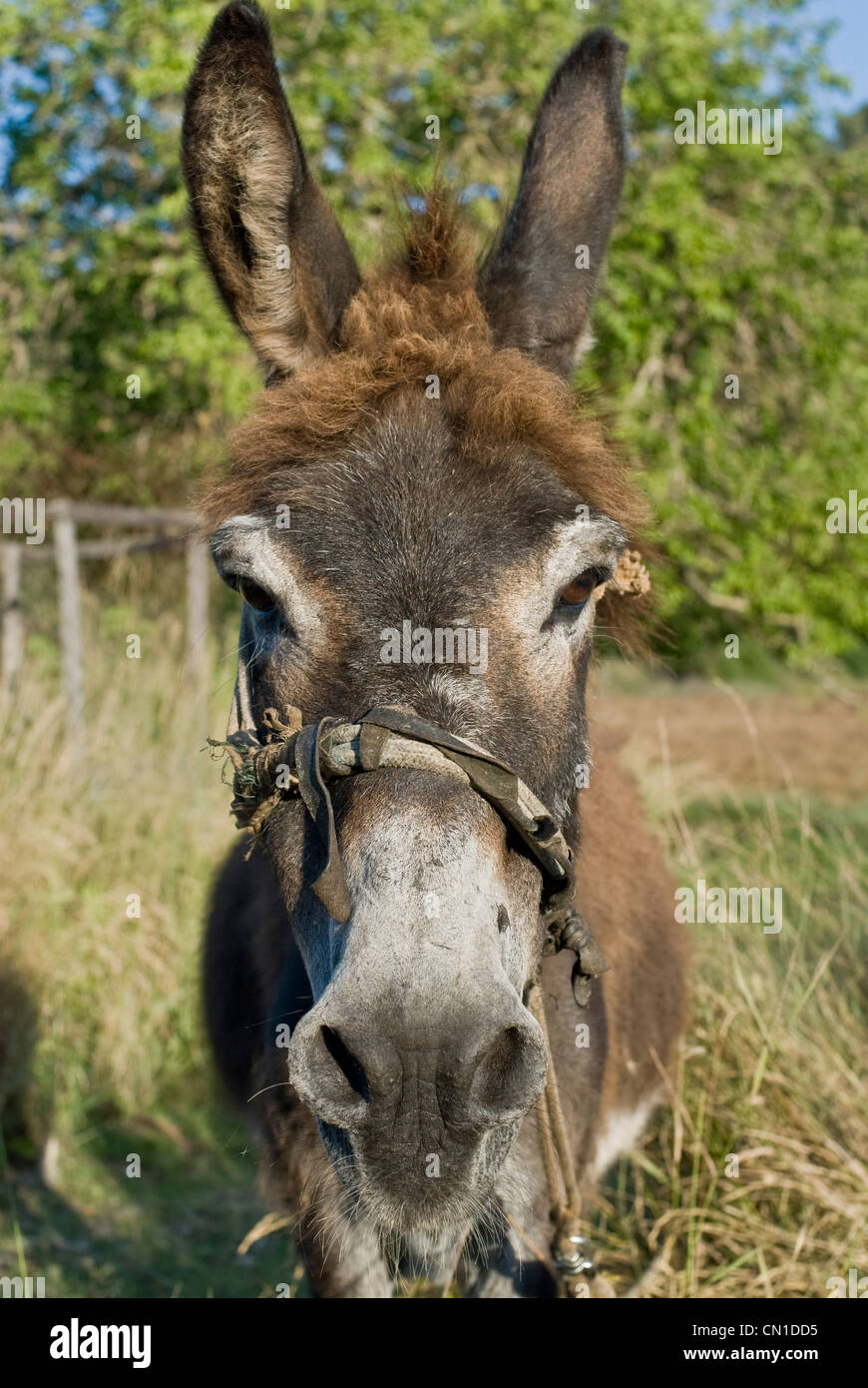Donkey looking at a camera on an island of Lastovo in Croatia. Samo magarac bulji u kameru i smije se.Le osel gre dvakrat na led Stock Photo