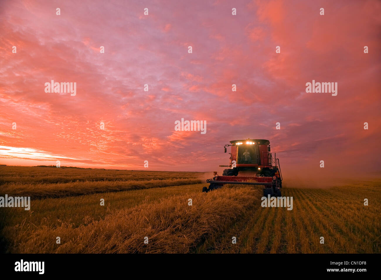 Farmer harvesting oat crop with a combine at dusk, near Dugald, Manitoba Stock Photo
