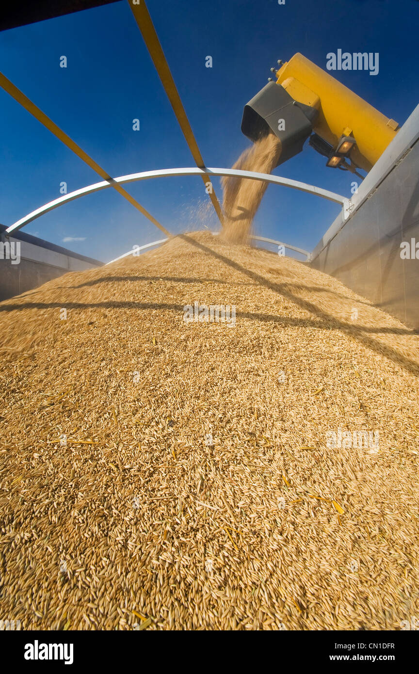 Close-up of oats being moved from a grain wagon into a farm truck during the harvest, near Lorette, Manitoba Stock Photo