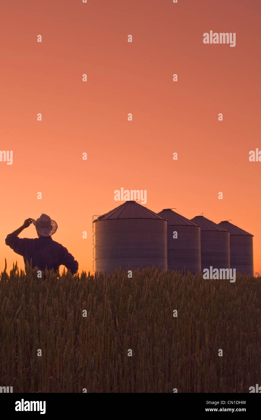Farmer looks out over his spring wheat crop at dusk with grain storage bins in the background, near Carey, Manitoba Stock Photo
