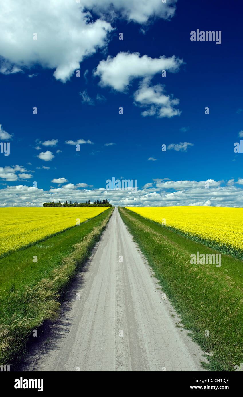 Country road with blooming canola fields on both sides, Tiger Hills, Manitoba Stock Photo