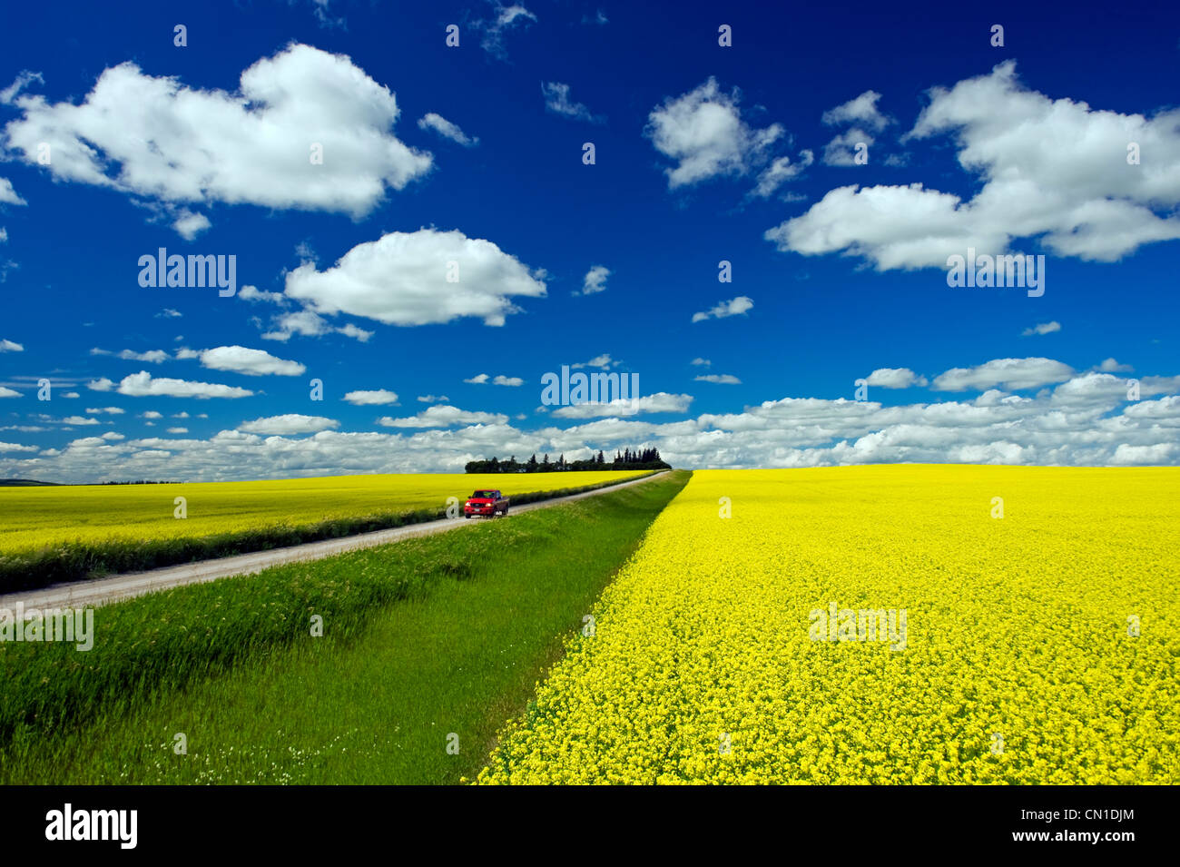 Truck on a country road with blooming canola fields, Tiger Hills, Manitoba Stock Photo