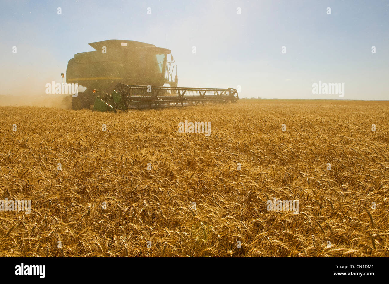A combine harvester works a field of winter wheat, near Nesbitt, Manitoba Stock Photo