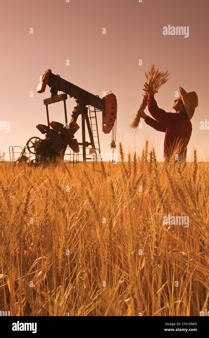 Man checks harvest ready winter wheat as an oil pumpjack works in the background, near Sinclair, Manitoba Stock Photo