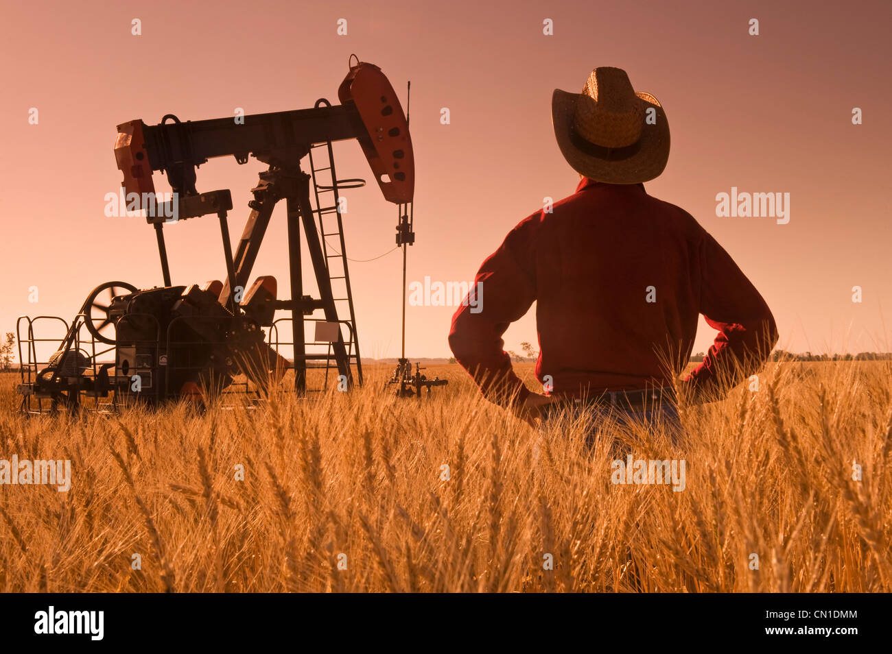 Man looks out over a harvest ready wheat field with an oil pumpjack in the background, near Sinclair, Manitoba Stock Photo