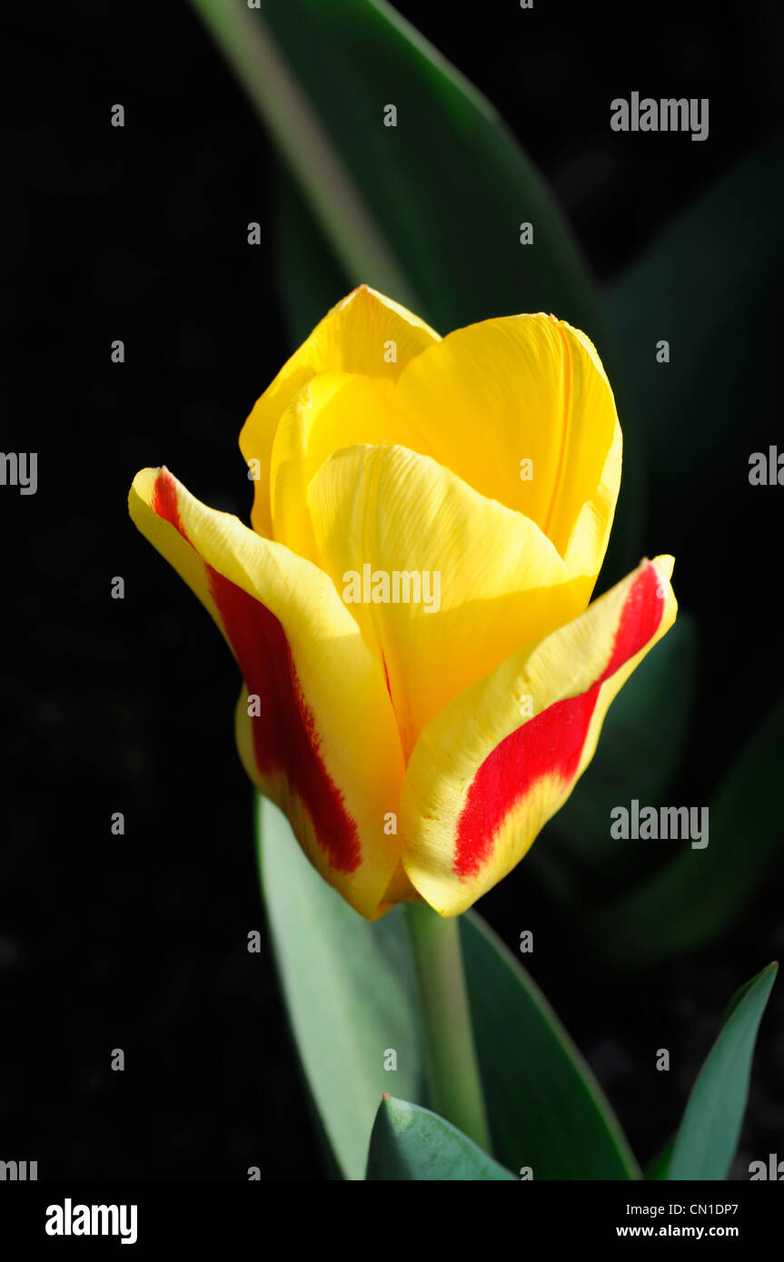 tulipa stresa kaufmanniana group tulips red yellow bicolor bicolored