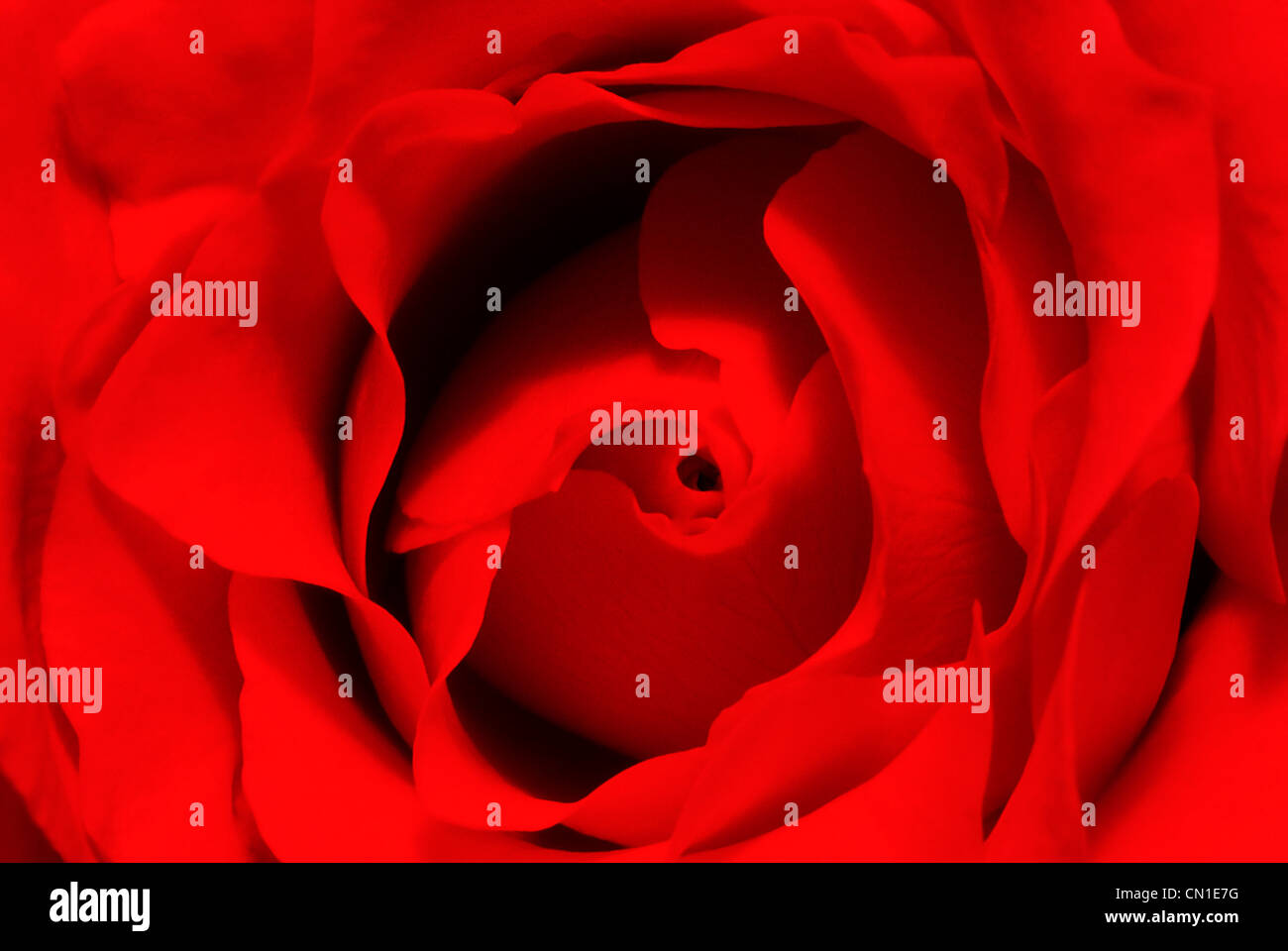 Center of Red Rose, Close-up Stock Photo