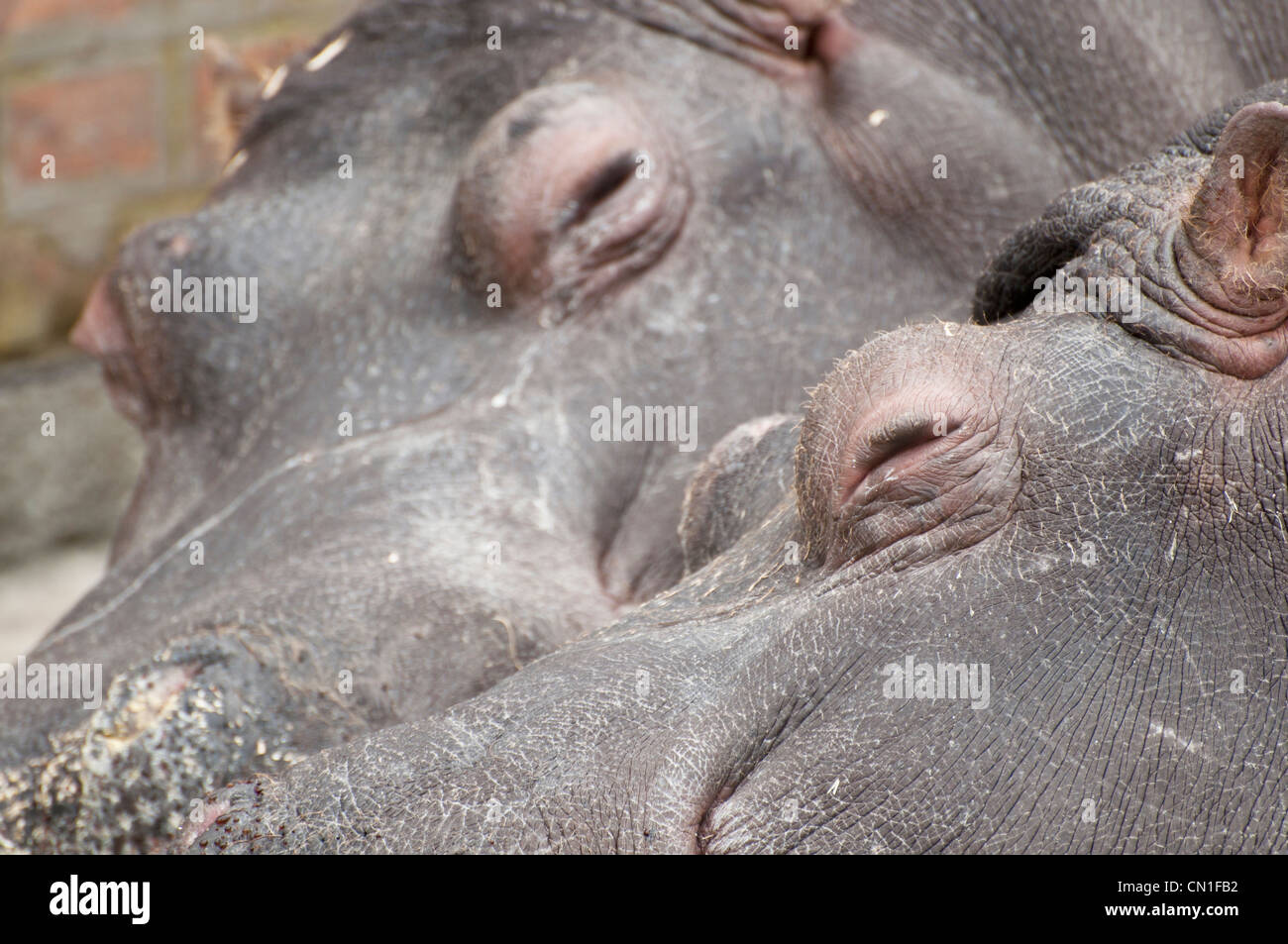 Hippo couple sleeping Stock Photo
