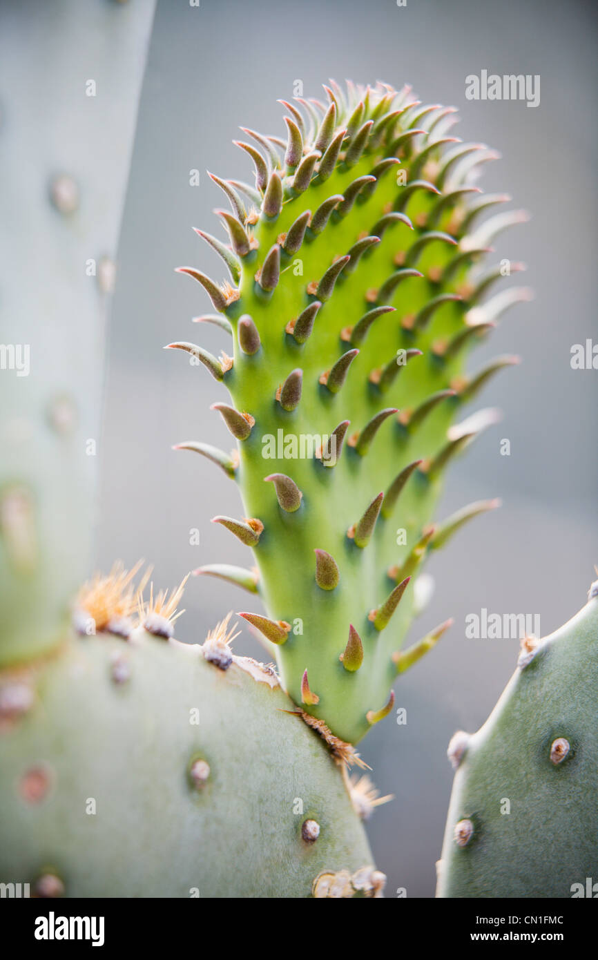 Purple Prickly Pear Cactus Detail Stock Photo