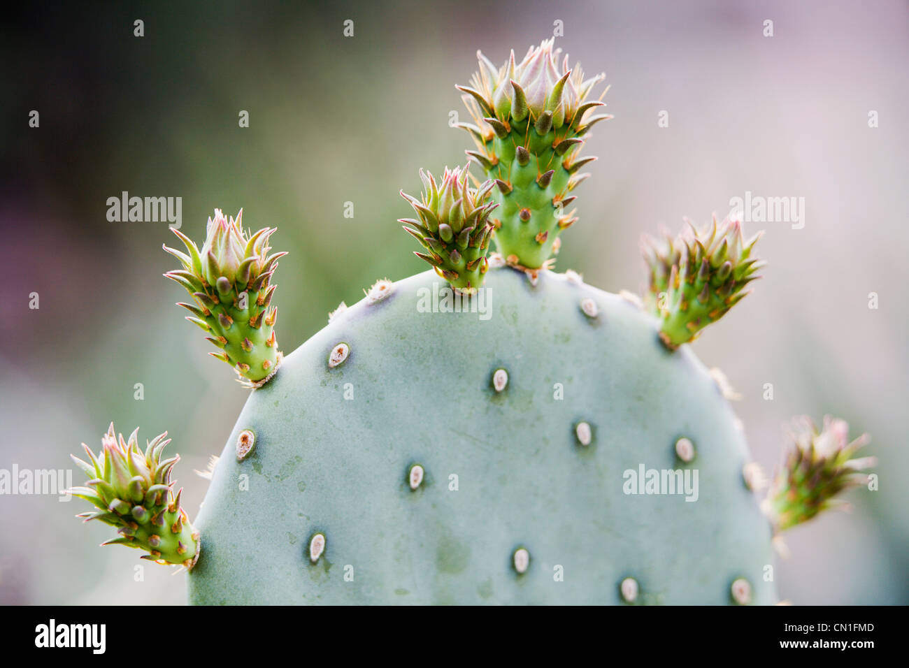Purple Prickly Pear Cactus Stock Photo