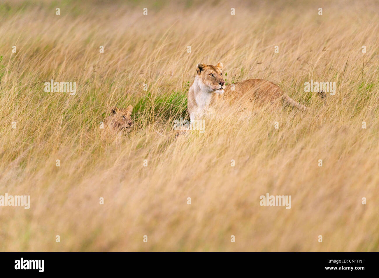 Lion in the grass, Masai Mara National Reserve, Kenya Stock Photo - Alamy