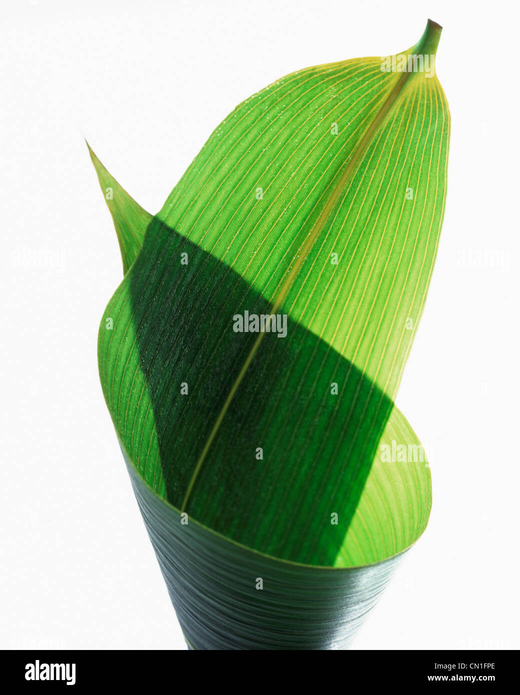 Wrapped Bamboo Leaf Stock Photo