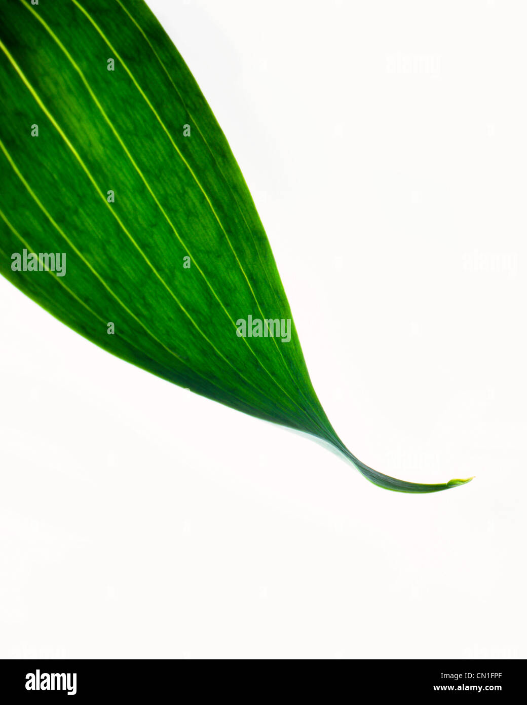 Tropical Leaf with Water Droplet Stock Photo
