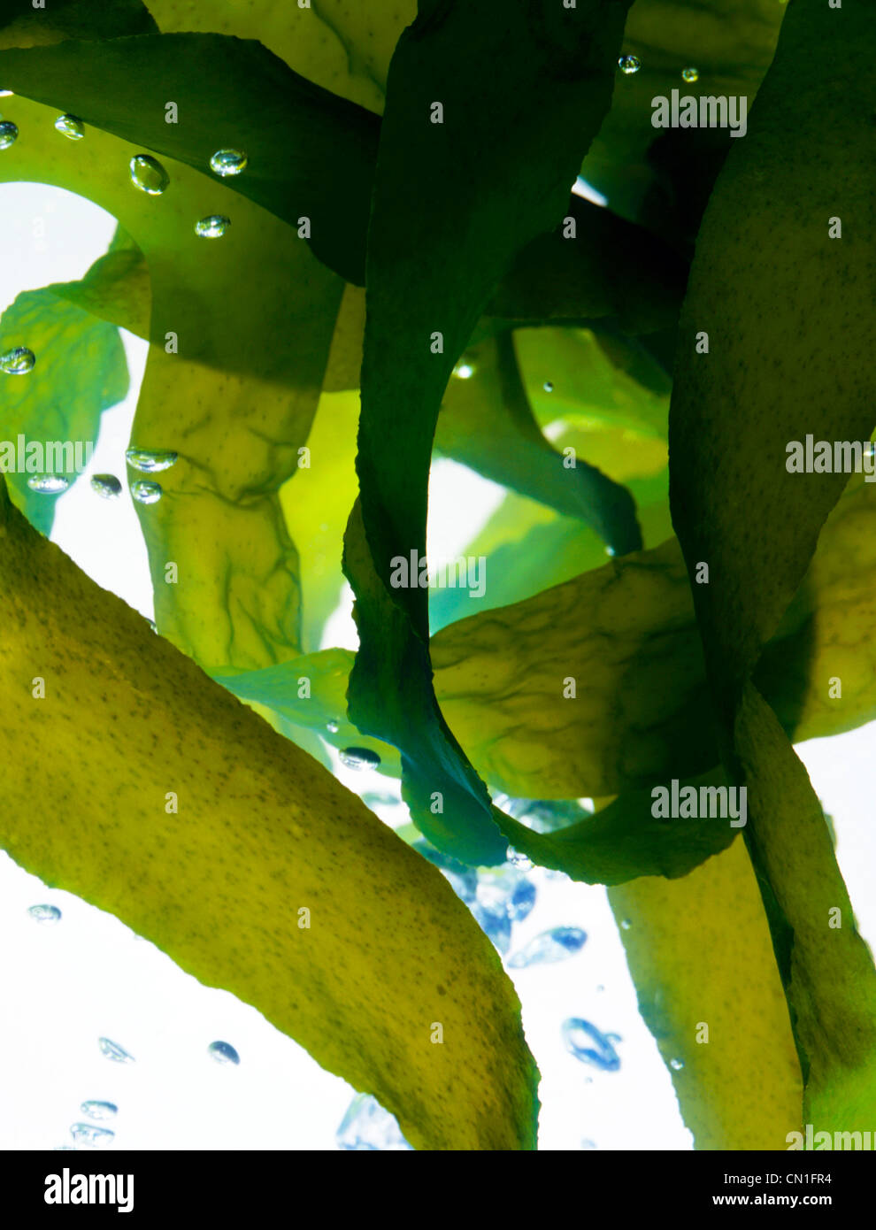 Seaweed Under Water with Bubbles Stock Photo